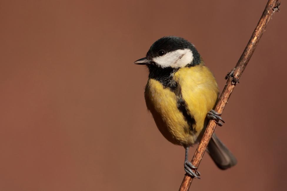 Imagen 58 de la galería de Carbonero común - Great tit (Parus major)